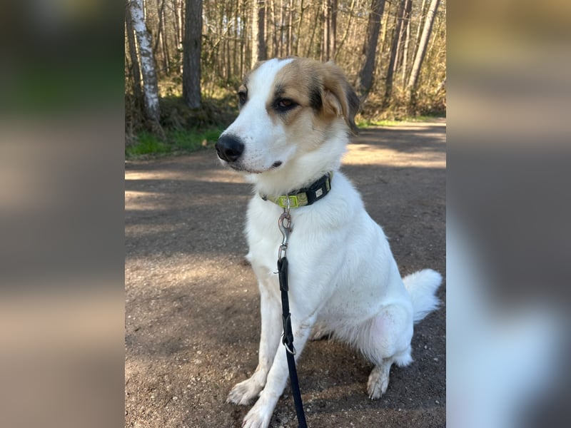 Junghündin Juno sucht ihre Familie