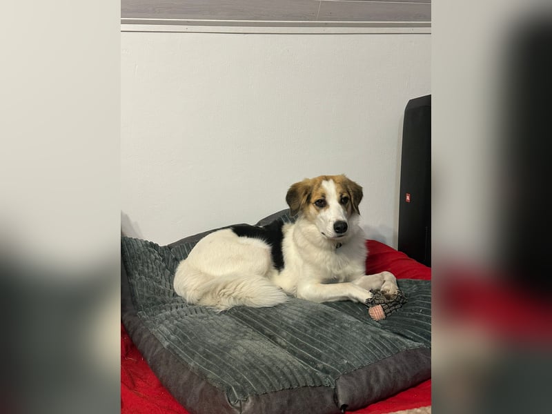 Junghündin Juno sucht ihre Familie