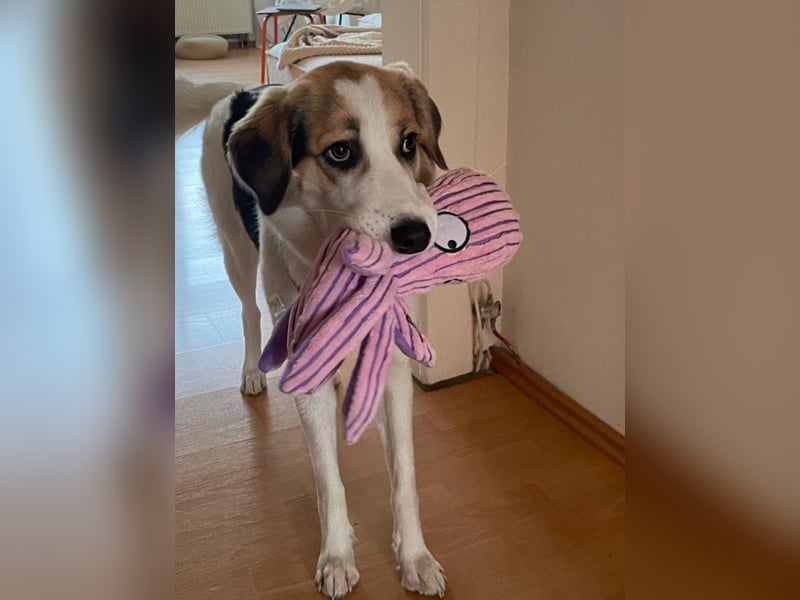 Junghündin Juno sucht ihre Familie