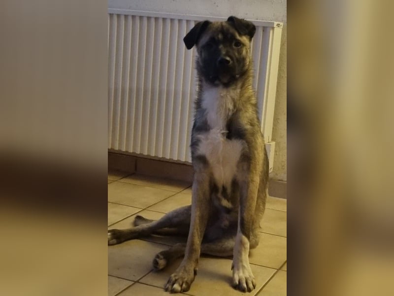 Kirin sucht ein Zuhause