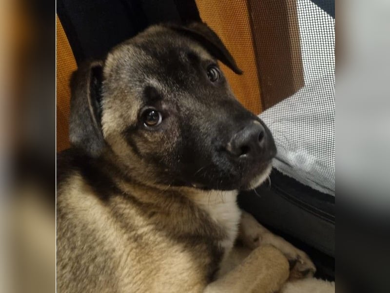 Kirin sucht ein Zuhause