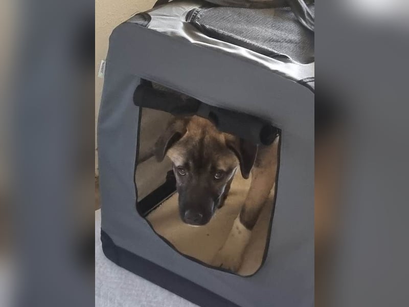 Kirin sucht ein Zuhause