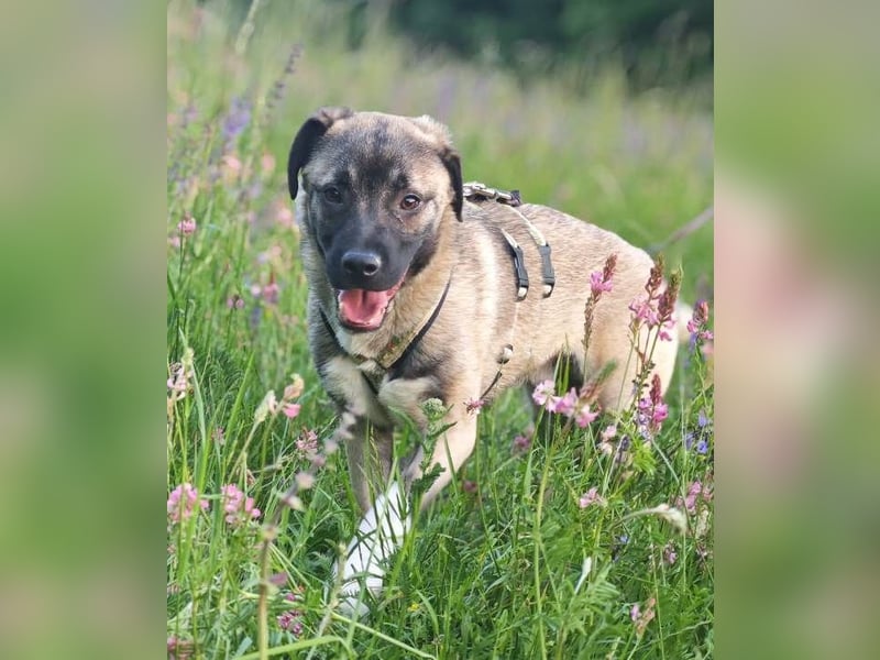 Kirin sucht ein Zuhause