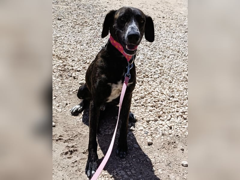 Champán - einfach ein toller Begleiter