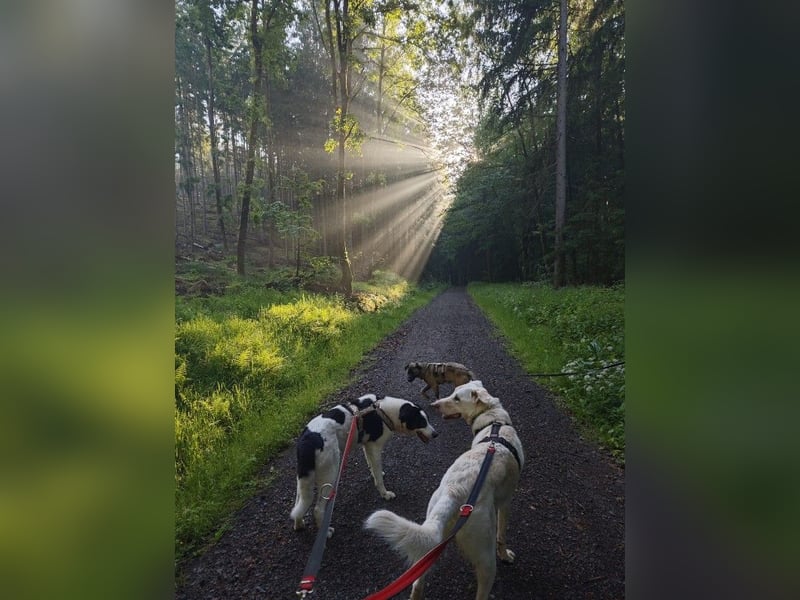 Kirin sucht ein Zuhause