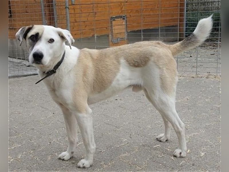 Tim - idealer Begleiter mit wunderschönem Gesicht