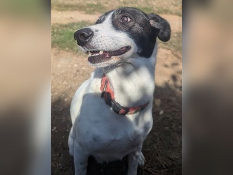 Samantha wartet im Tierpflegenest 71522 Backnang