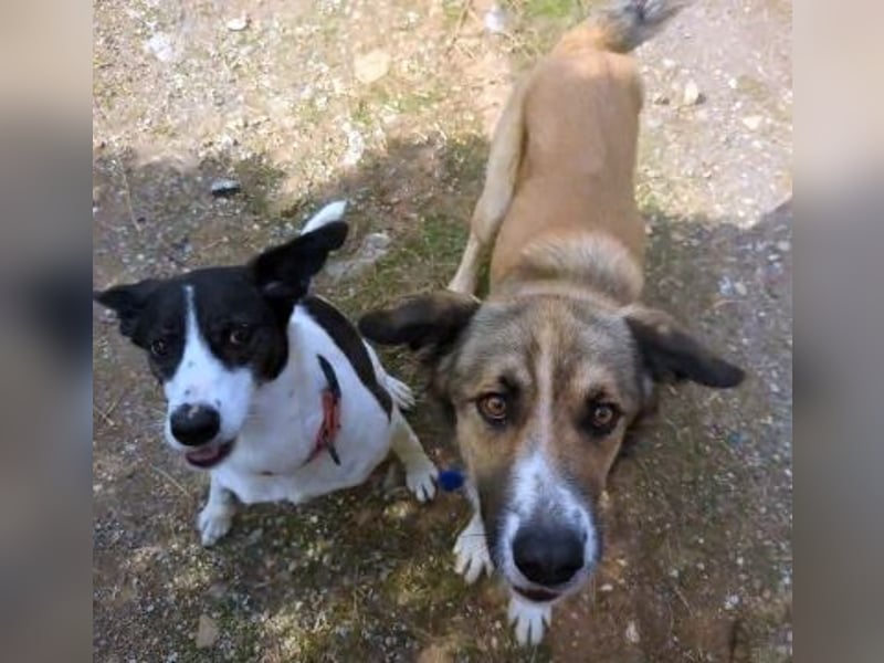 Samantha wartet im Tierpflegenest 71522 Backnang