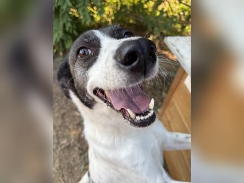 Sonnenschein Samantha wartet in 71522 Backnang