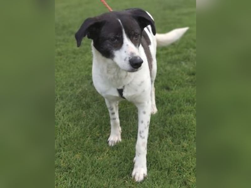 Samantha wartet im Tierpflegenest 71522 Backnang