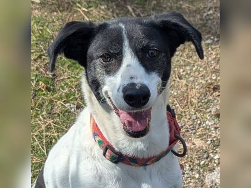 Samantha wartet im Tierpflegenest 71522 Backnang