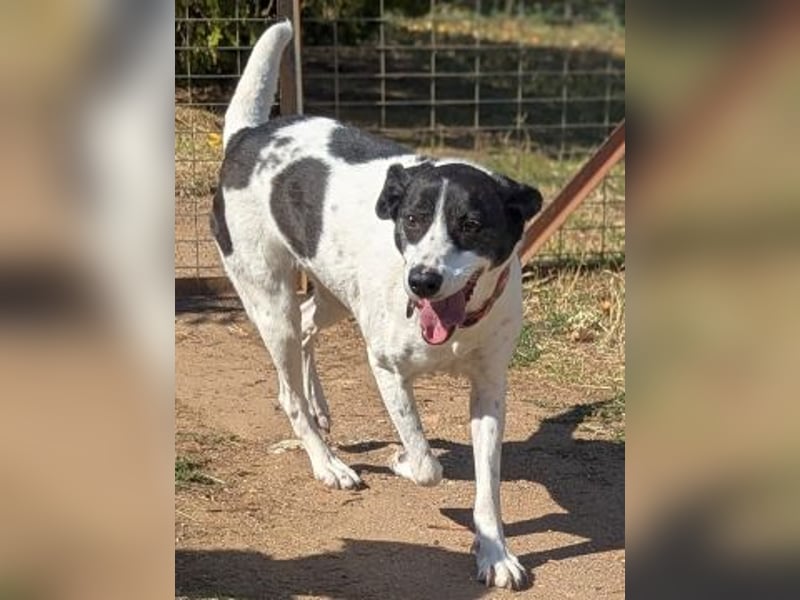 Samantha wartet im Tierpflegenest 71522 Backnang