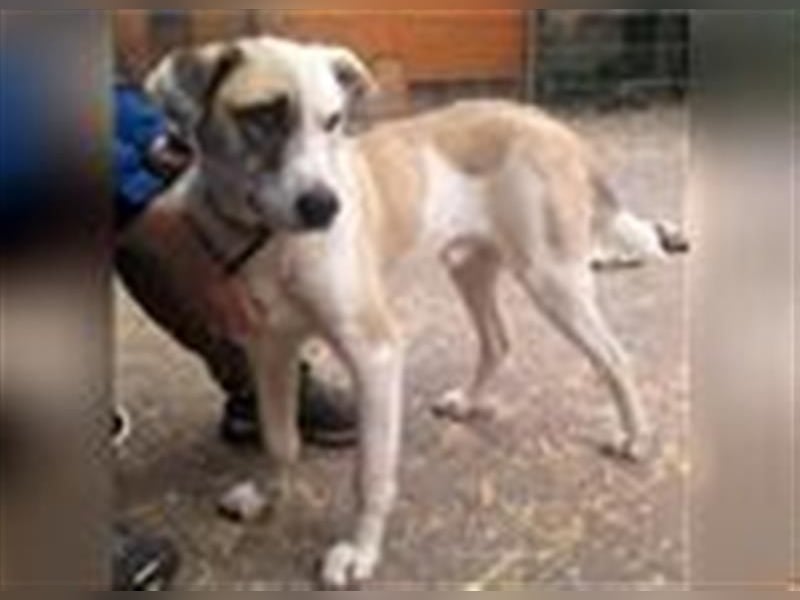 Tim - idealer Begleiter mit wunderschönem Gesicht