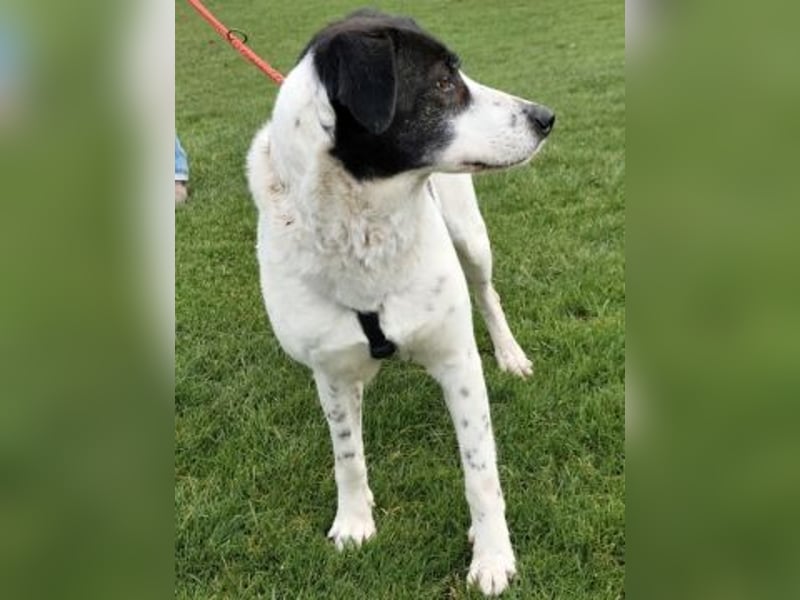 Samantha wartet im Tierpflegenest 71522 Backnang
