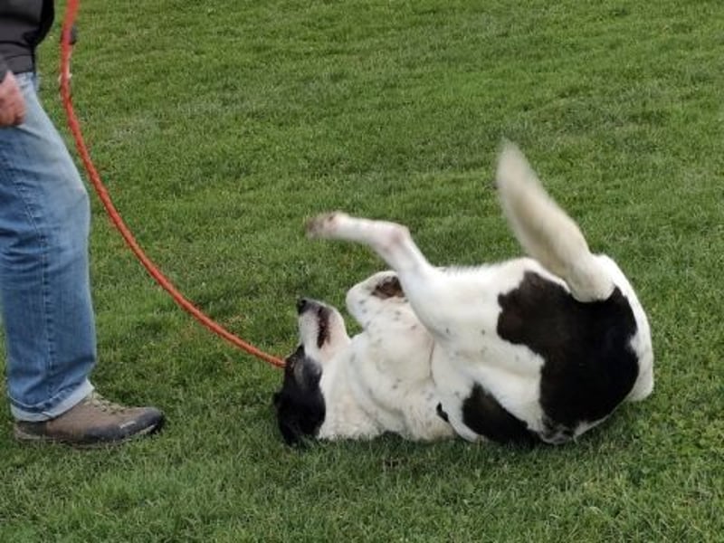 Sonnenschein Samantha wartet in 71522 Backnang