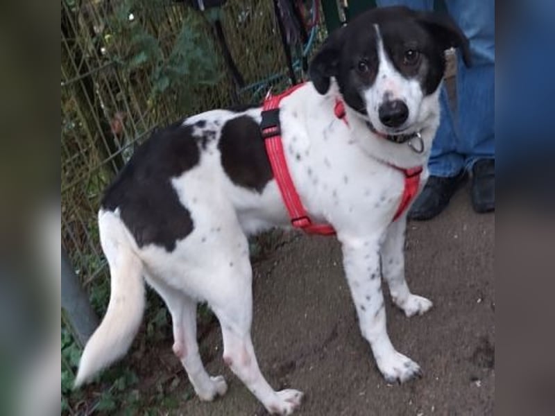 Samantha wartet im Tierpflegenest 71522 Backnang