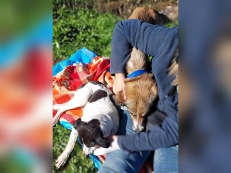 Samantha wartet im Tierpflegenest 71522 Backnang