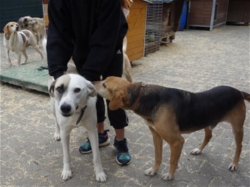 Tim - idealer Begleiter mit wunderschönem Gesicht