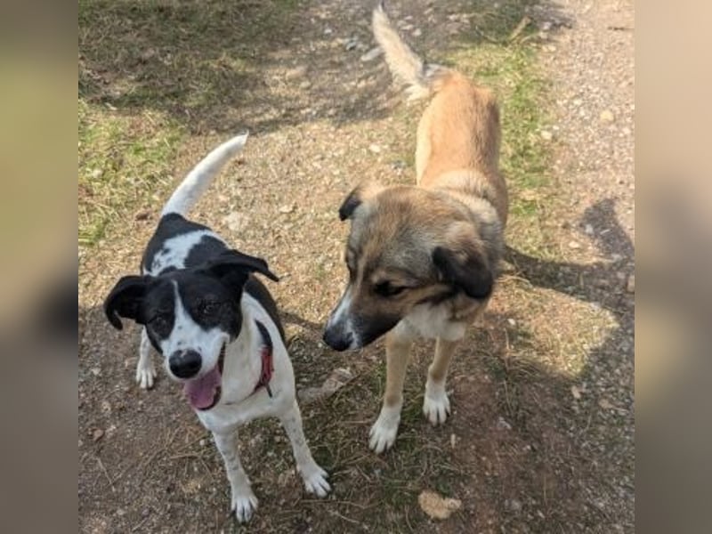 Samantha wartet im Tierpflegenest 71522 Backnang