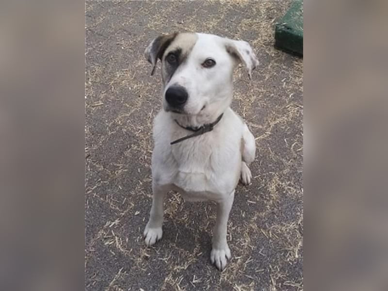 Tim - idealer Begleiter mit wunderschönem Gesicht