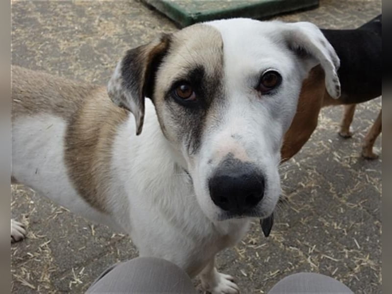 Tim - idealer Begleiter mit wunderschönem Gesicht