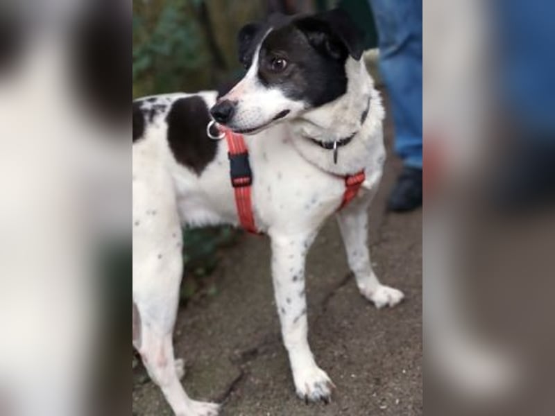 Samantha wartet im Tierpflegenest 71522 Backnang