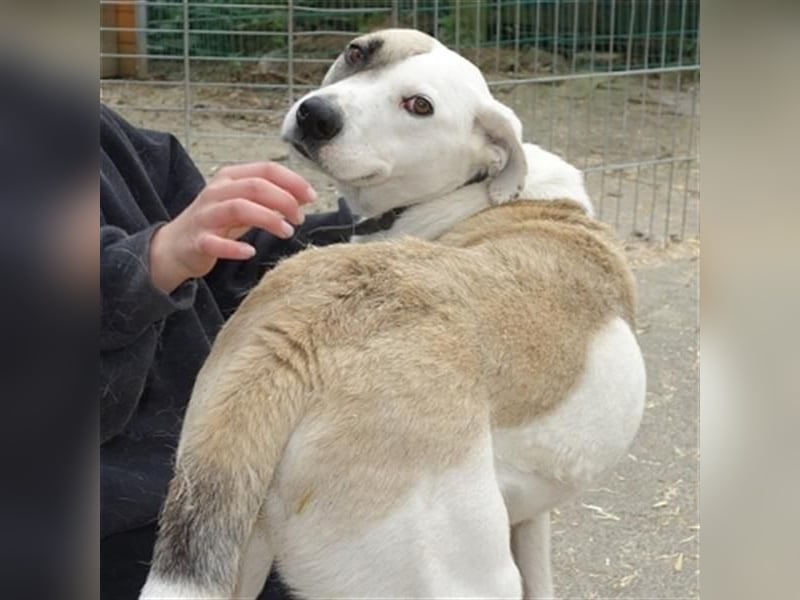 Tim - idealer Begleiter mit wunderschönem Gesicht