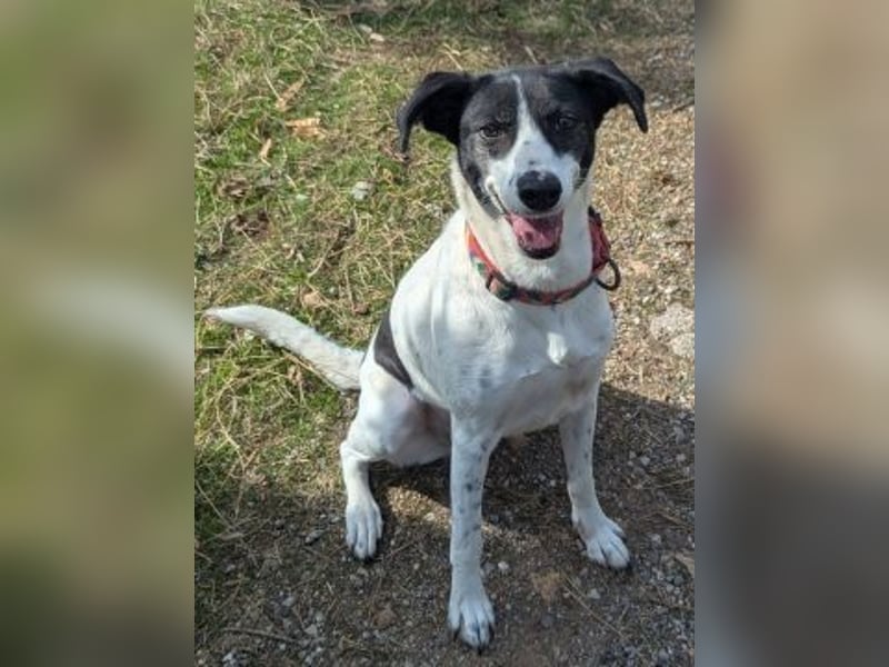 Samantha wartet im Tierpflegenest 71522 Backnang