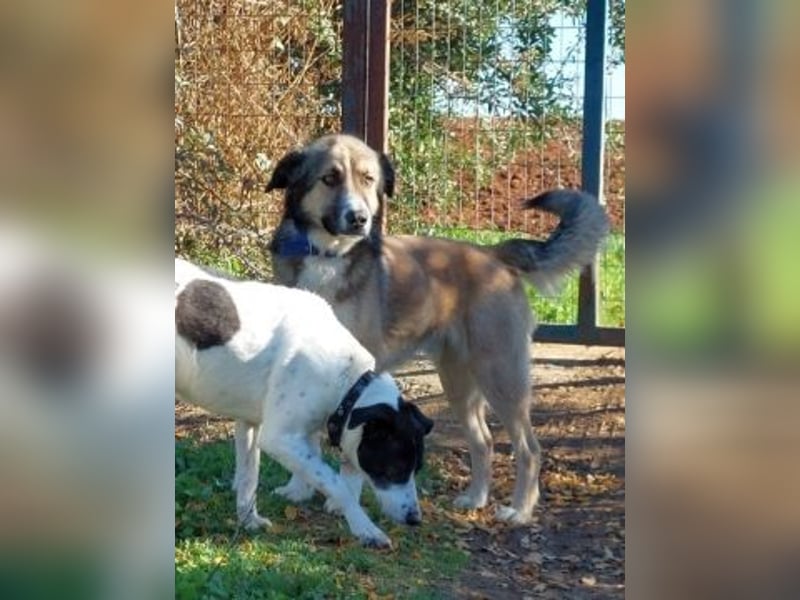 Samantha wartet im Tierpflegenest 71522 Backnang