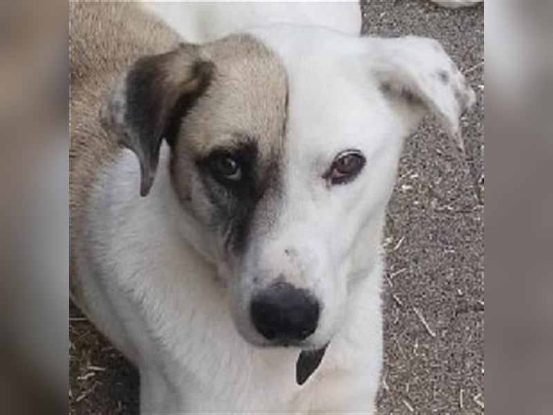 Tim - idealer Begleiter mit wunderschönem Gesicht