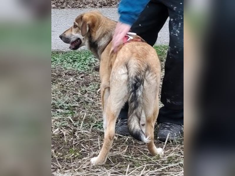 Emma - soziale Junghündin sucht ihre Familie