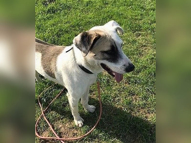 Tim - idealer Begleiter mit wunderschönem Gesicht