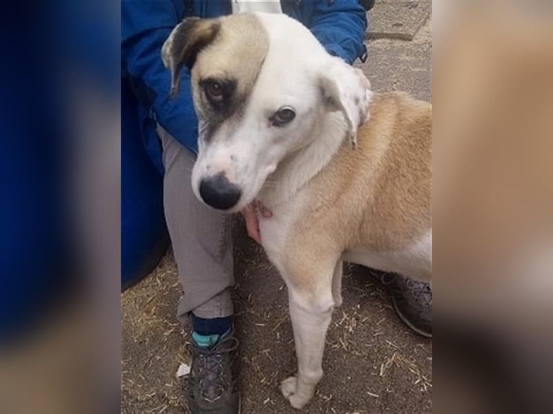 Tim - idealer Begleiter mit wunderschönem Gesicht