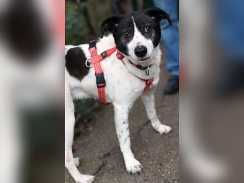Samantha wartet im Tierpflegenest 71522 Backnang
