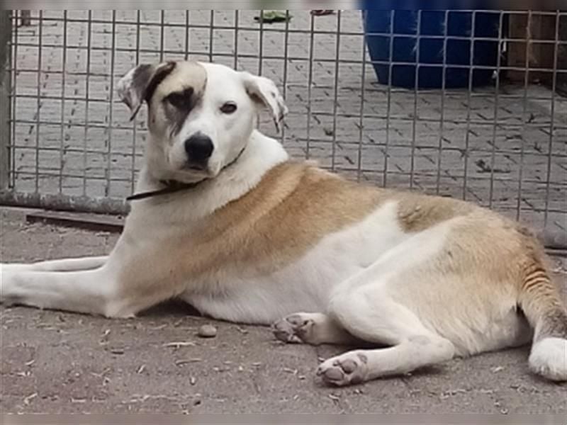 Tim - idealer Begleiter mit wunderschönem Gesicht