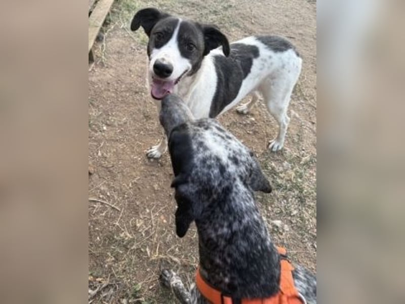 Sonnenschein Samantha wartet in 71522 Backnang