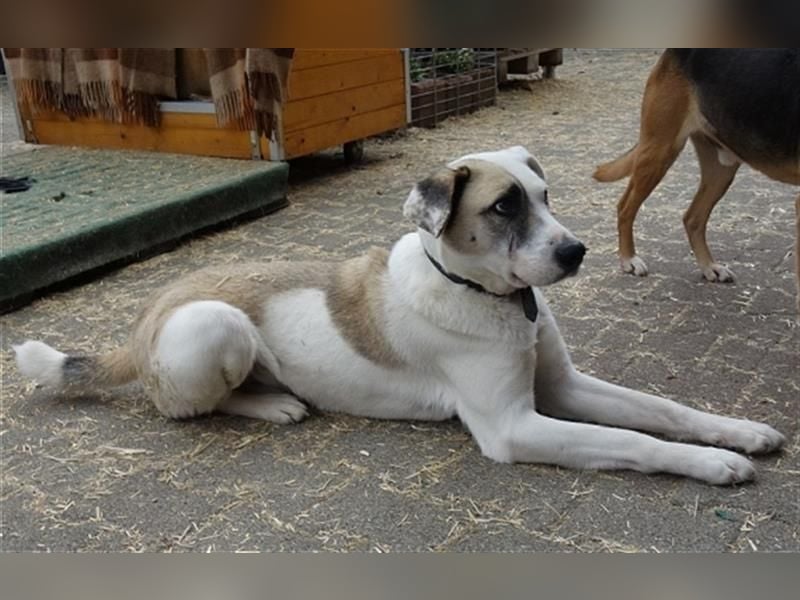 Tim - idealer Begleiter mit wunderschönem Gesicht