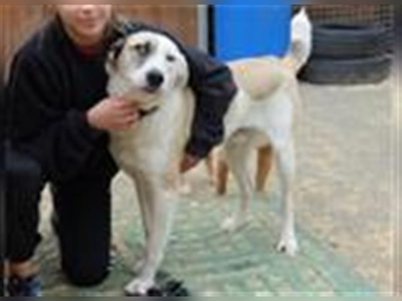 Tim - idealer Begleiter mit wunderschönem Gesicht