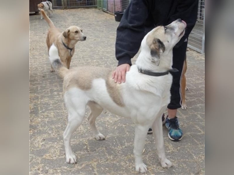 Tim - idealer Begleiter mit wunderschönem Gesicht