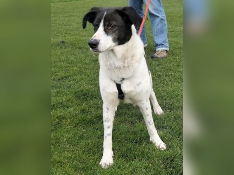 Samantha wartet im Tierpflegenest 71522 Backnang
