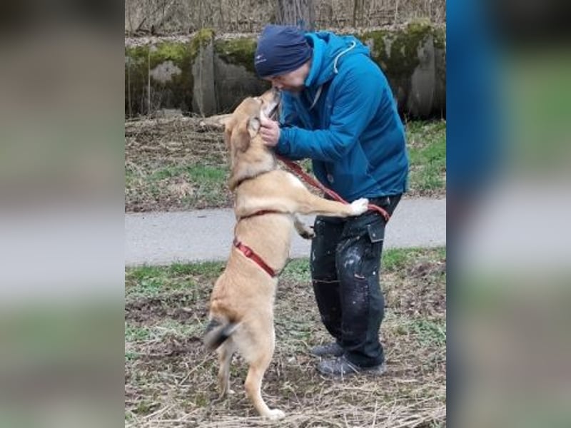 Emma - soziale Junghündin sucht ihre Familie