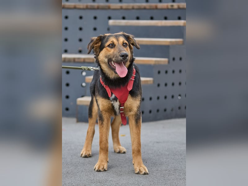 Neugierige ALMA möchte eine Familie finden