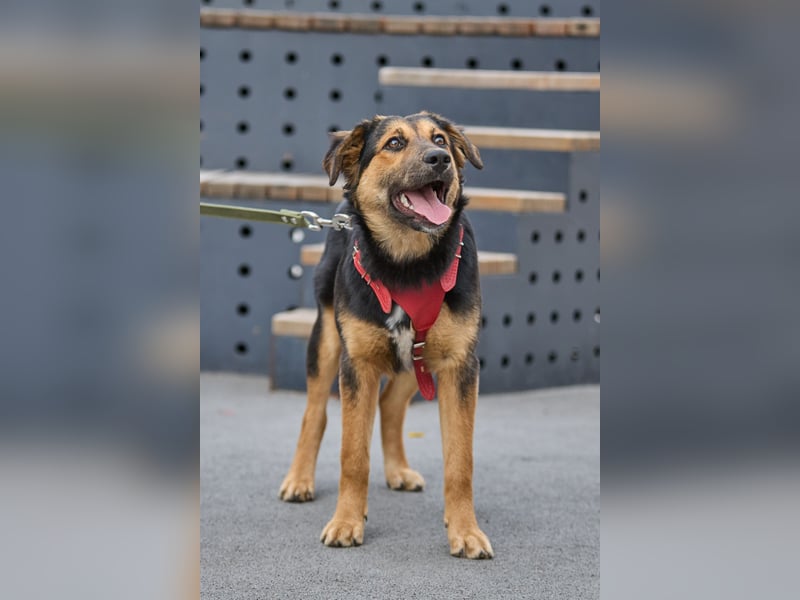 Neugierige ALMA möchte eine Familie finden