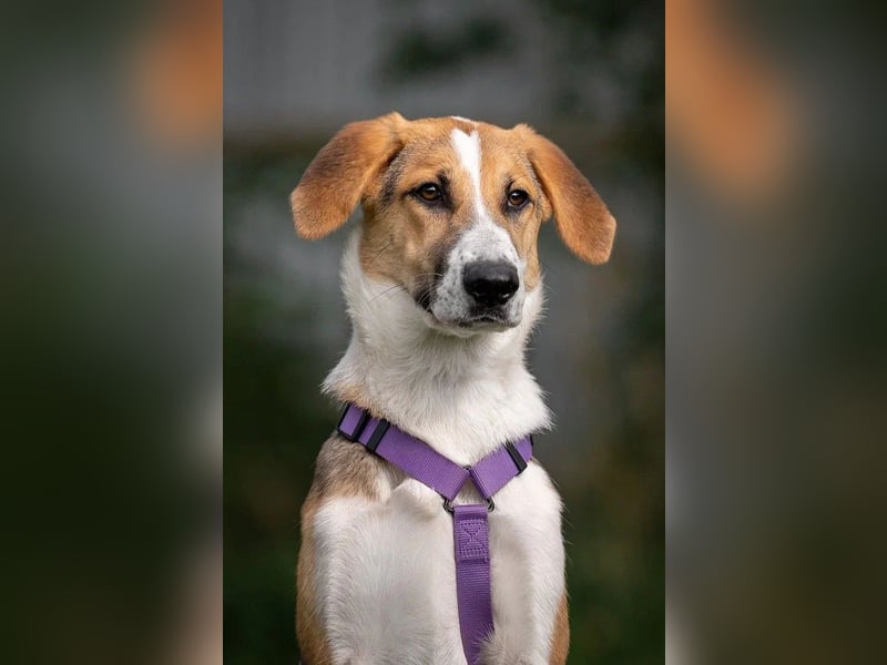 Sanfte ASTRA möchte ein für-immer-Zuhause finden Sanfte ASTRA möchte ein für-immer-Zuhause finden