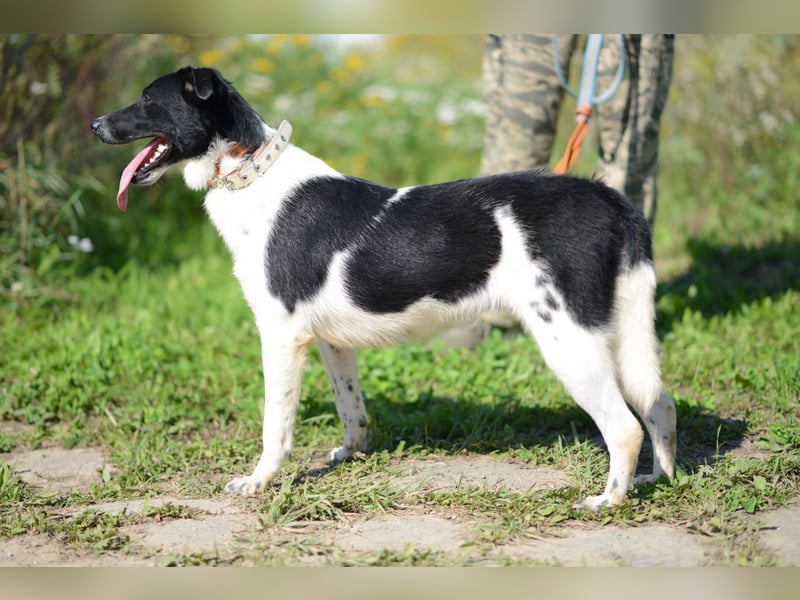 Niedliche ZOYA sucht ein liebevolles Zuhause Niedliche ZOYA sucht ein liebevolles Zuhause