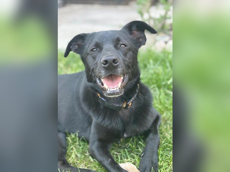 FIETE – erfahrener, konsequenter Hundehalter gesucht FIETE – erfahrener, konsequenter Hundehalter gesucht