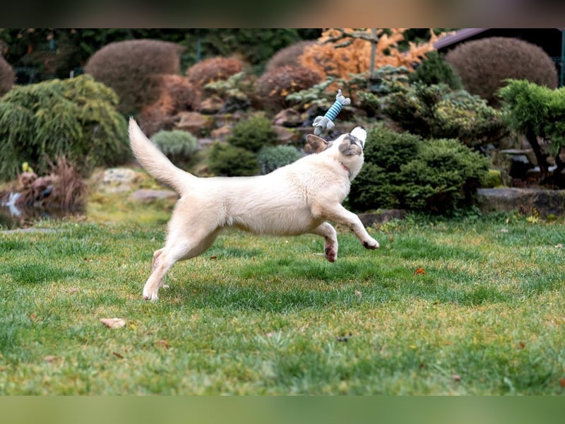 Lebenslustige JOSIE sucht eine aktive Familie