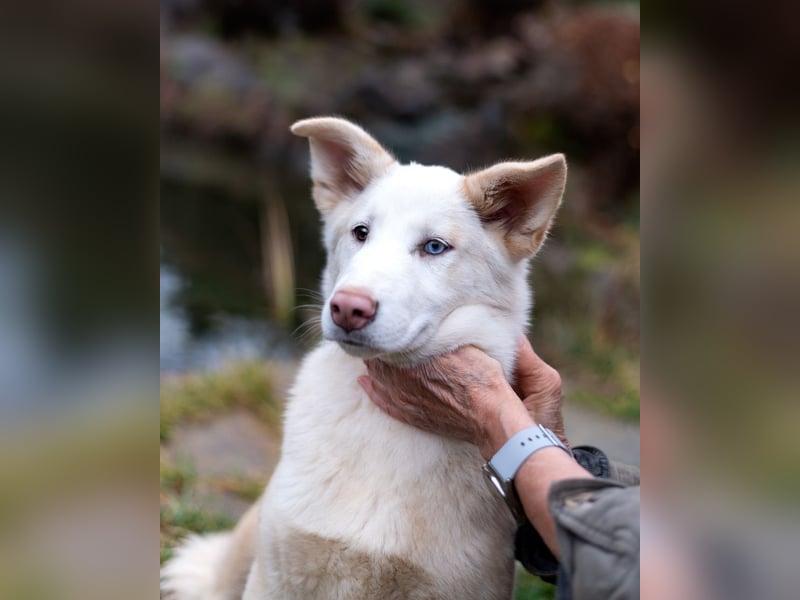 Bescheidene NURIKA sucht eine Familie