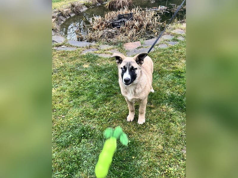 Cooler BOOMER wird ein guter Freund