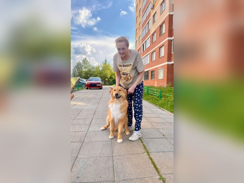 Hübscher SPAYK sucht eine Familie (gerne mit Kindern)
